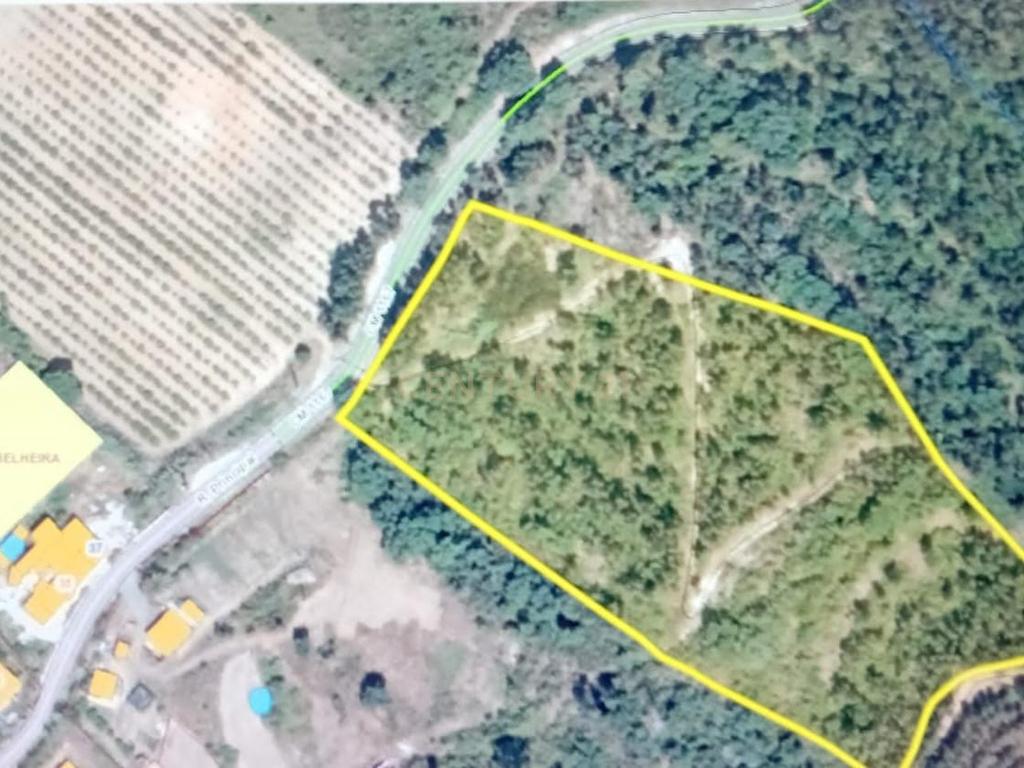 Terreno com Eucaliptos à Venda – Natureza e Tranquilidade em Mafra - Image 1